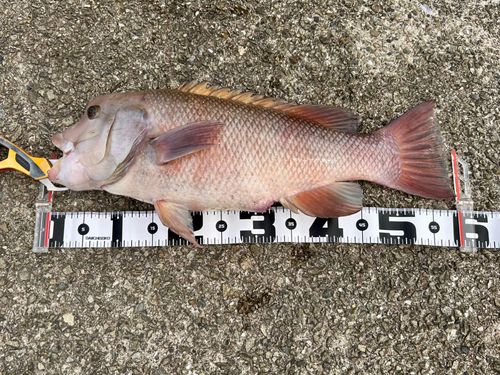 コブダイの釣果