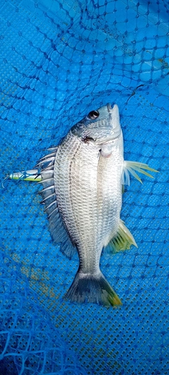 キビレの釣果