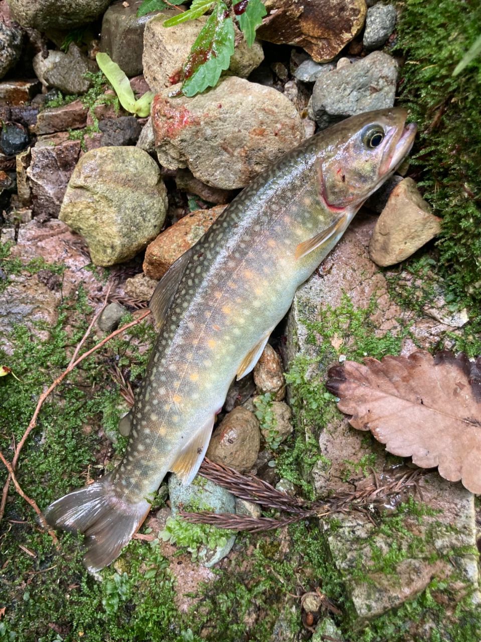 ニッコウイワナ