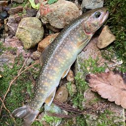 ニッコウイワナ