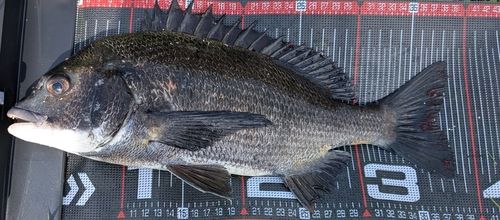クロダイの釣果