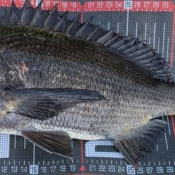クロダイ