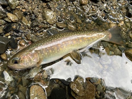 ニッコウイワナの釣果