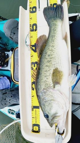 ブラックバスの釣果