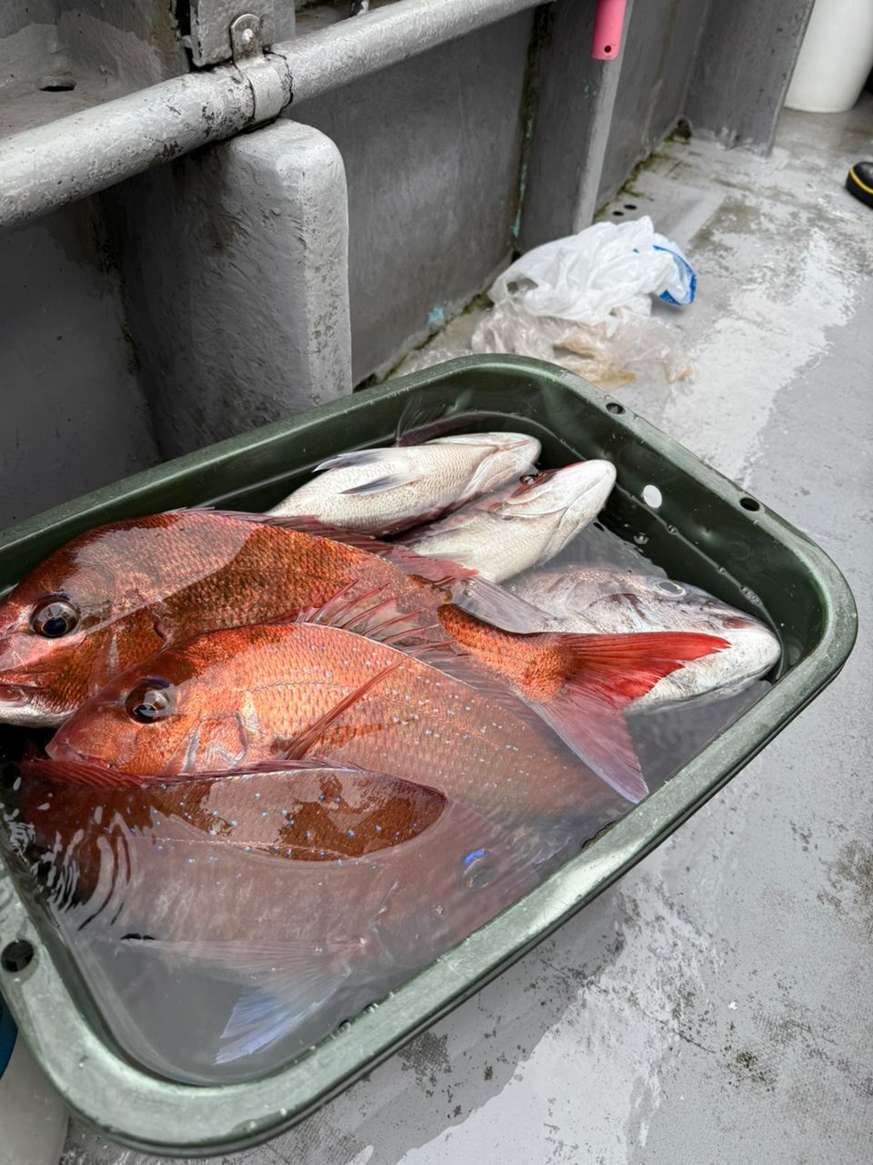 R.T.さんの釣果 2枚目の画像