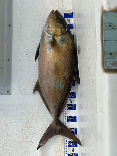 ヒレナガカンパチ