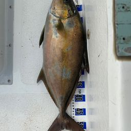 ヒレナガカンパチ