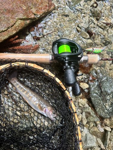 イワナの釣果