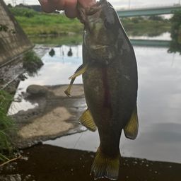 スモールマウスバス