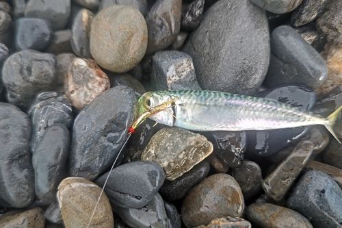 サバの釣果