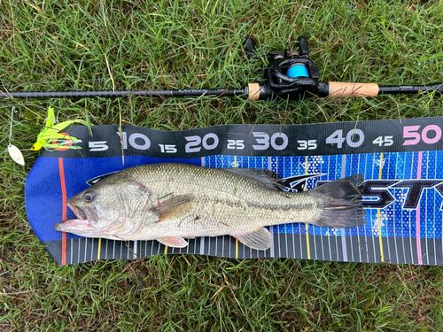 ブラックバスの釣果