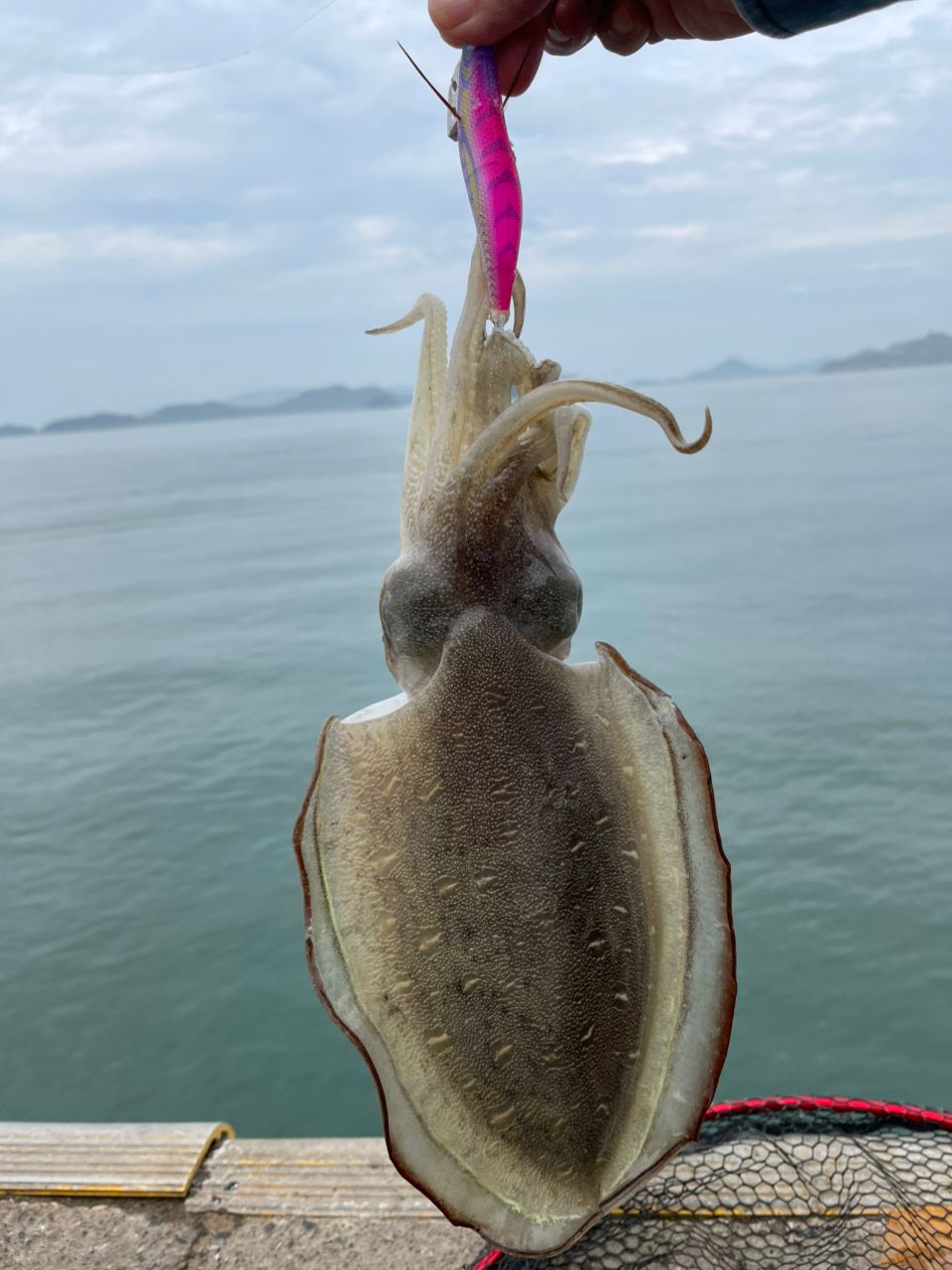 モンゴウイカ