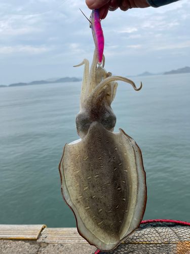 モンゴウイカの釣果