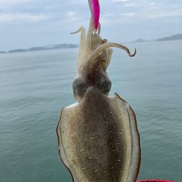 モンゴウイカ