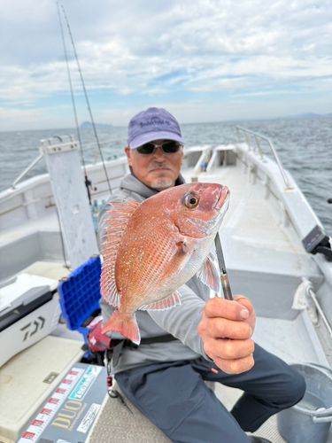 マダイの釣果