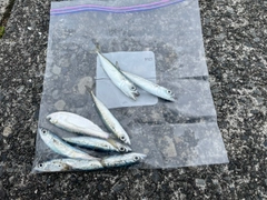 サバの釣果