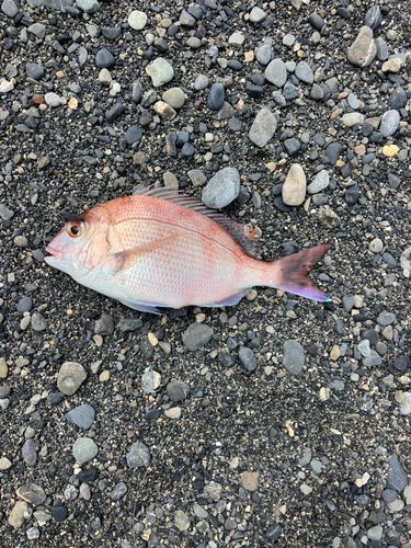 マダイの釣果