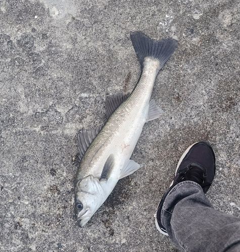 スズキの釣果