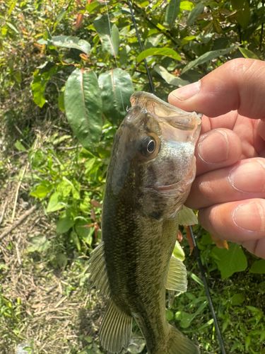ブラックバスの釣果
