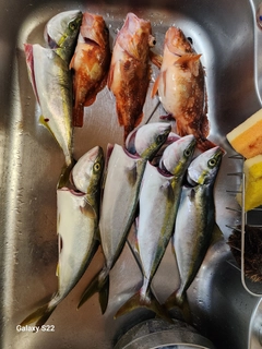 フクラギの釣果