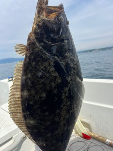 ヒラメの釣果
