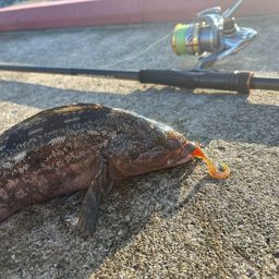 アイナメ