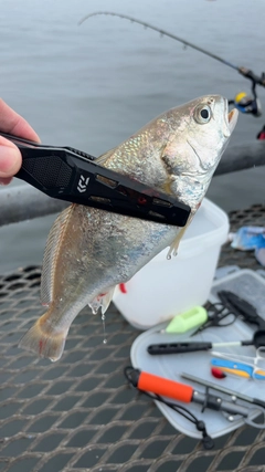 イシモチの釣果
