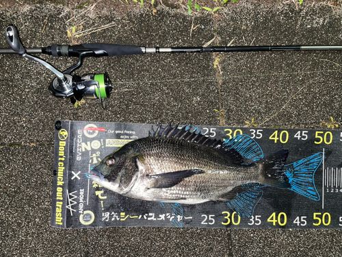クロダイの釣果