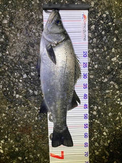 ヒラスズキの釣果
