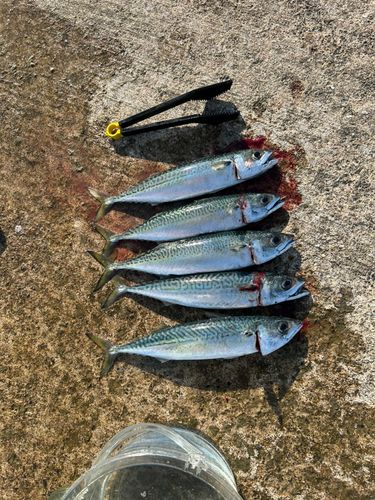 サバの釣果