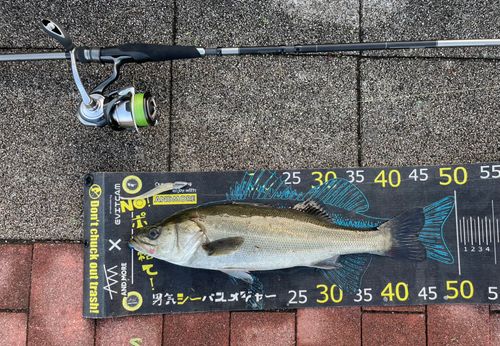 シーバスの釣果