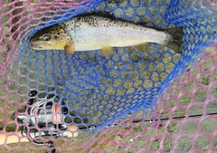 ブラウントラウトの釣果