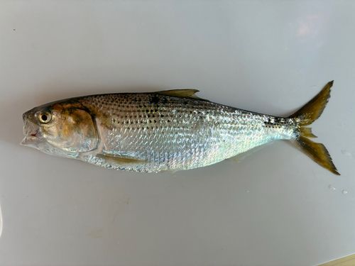 コノシロの釣果