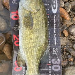 スモールマウスバス