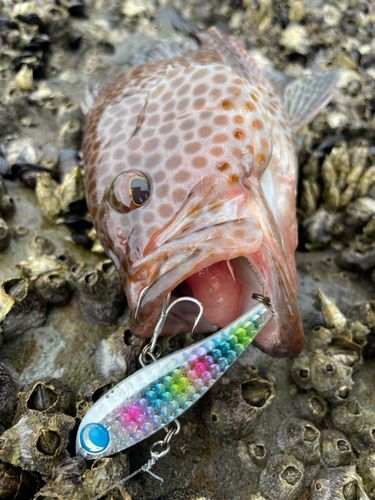 オオモンハタの釣果