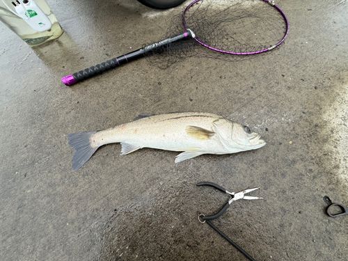 マルスズキの釣果