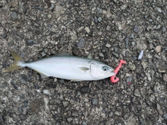 ワカシの釣果