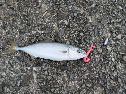 ワカシの釣果