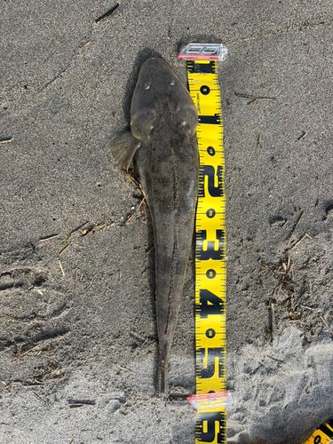 マゴチの釣果