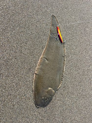 シタビラメの釣果