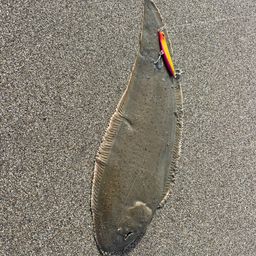 シタビラメ