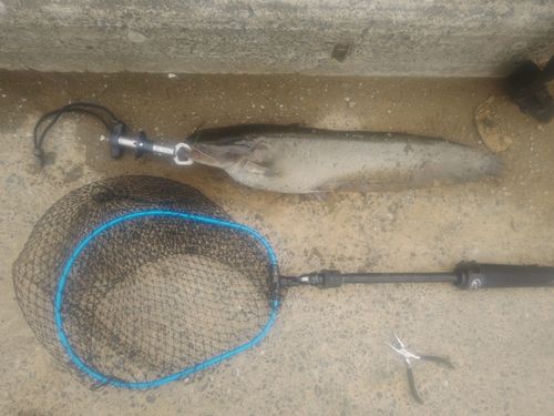 ナマズの釣果