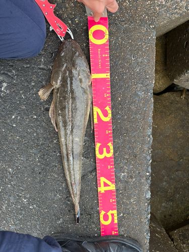 マゴチの釣果