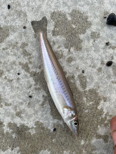 キスの釣果