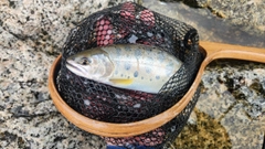 ヤマメの釣果