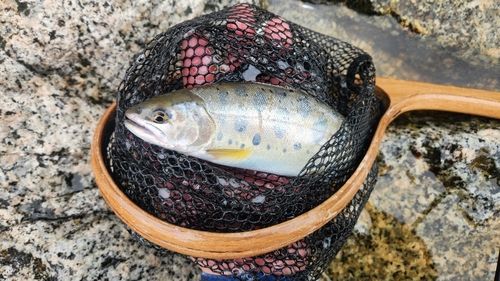ヤマメの釣果