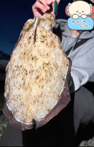 モンゴウイカの釣果