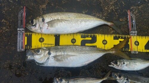 アジの釣果