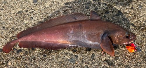 ドンコの釣果