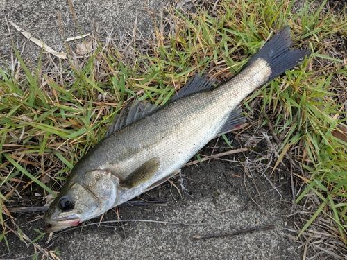 フッコ（マルスズキ）の釣果